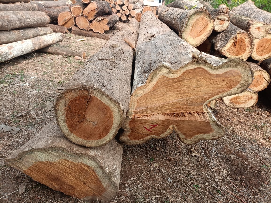 Teak Planks