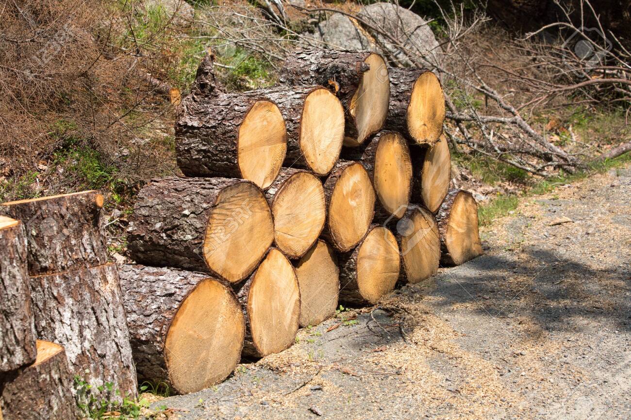 Pine Wood Logs