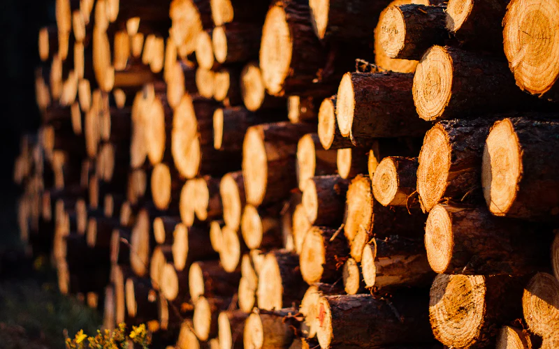 Sheesham Wood logs
